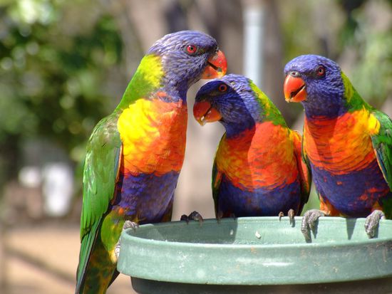 Rainbow Lorikeets