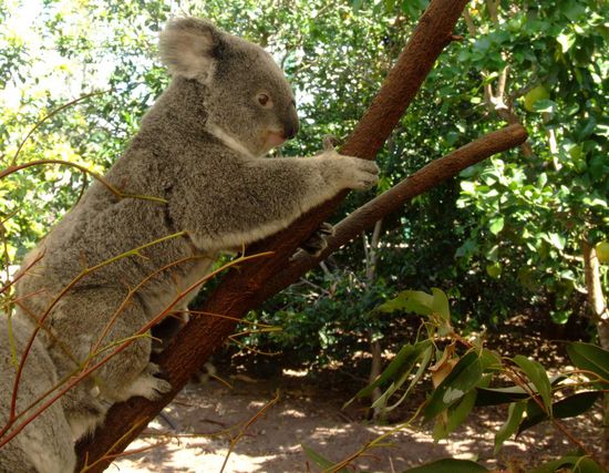 A koala that is not sleeping - great!