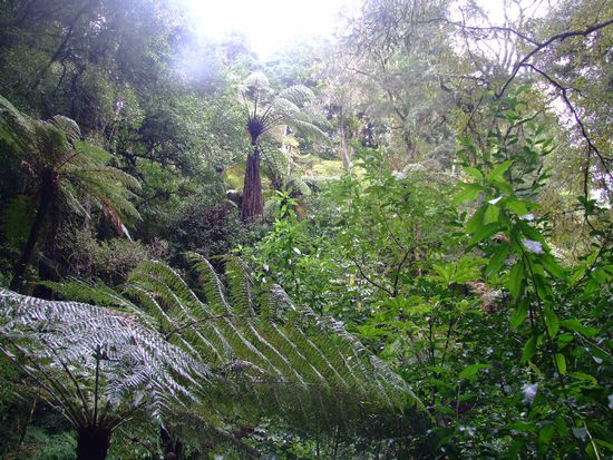 Mysterious and beautiful rainforest