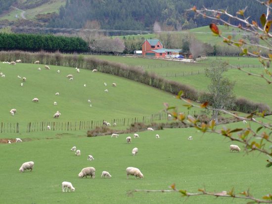 Beautiful NZ hills and sheep again