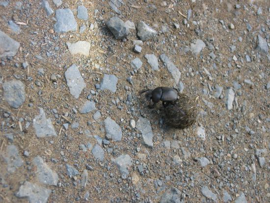 dungbeetle, very important ecologically  very cute also