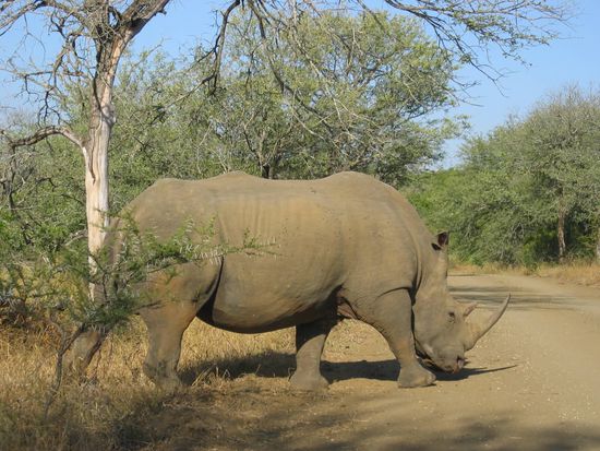 papa rhino crossing the road, what a lucky shot!