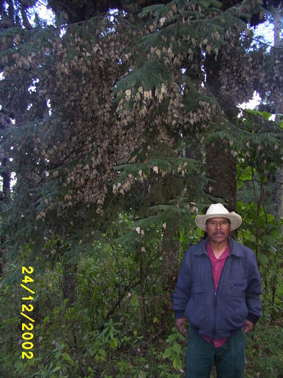 ...Pedro Ten Kids would not let me take closer look at Monarchs, estar prohibido!...