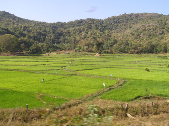 Rice fields