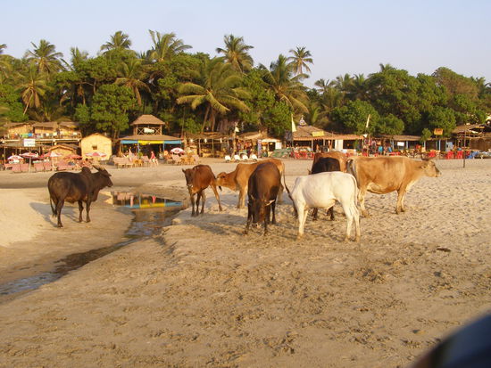 I want palms, sun, beach and cows