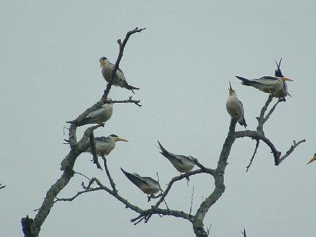 We’ve seen plenty of birds; the most common are e.g. eagles, multicolored parrots and butterflies, peccaries, falcons or the beautiful condor de la Pampa