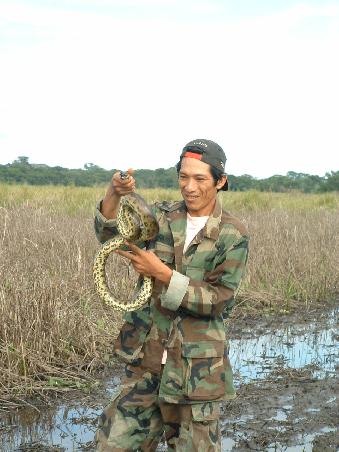 Sandro holding an anaconda. We had the best guide, a real ranger: he lost himself in the jungle as he was still a child. Fortunately he managed to find back home after one week. In the meantime he had to come along with pumas, snakes, spiders & co. He was able to find a place to sleep in a tree and fish something to eat. Maybe it explains that he has no difficulty to squeeze an anaconda or boa, approach a caiman as if he was his best friend and swim with piranhas?