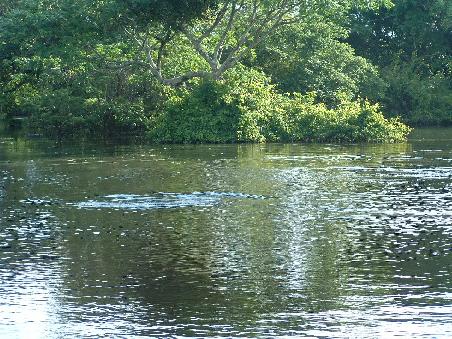 Here the place where you should see a pink dolphin