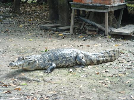 This is Federico, an adoptive caiman living at the lodge some boat minutes from our. He has been domesticated for such a long time now that he would perhaps not survive if we put it free. I was astonished about his calmness. I was “used” to the one in South Africa, which can be quite aggressive. Caiman are different. Does not mean that I would play cards with them.