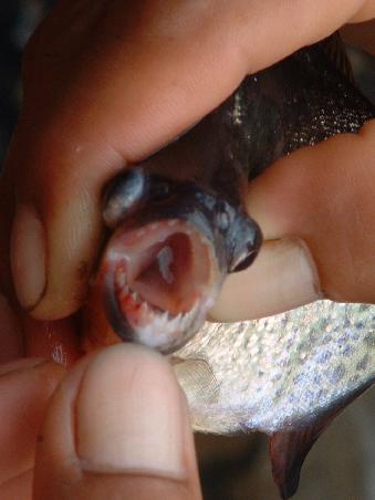... with those miniature teeth!