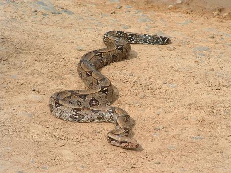 This one is a boa. We found it on the way back to Rurre
