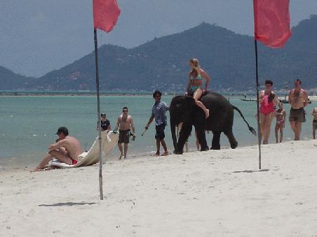 Elephant walking on Cheweng Beach