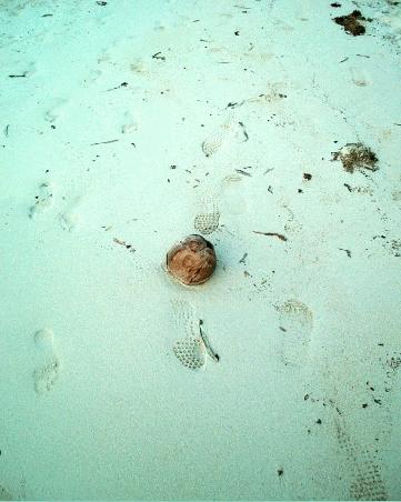 foot prints and the coconut