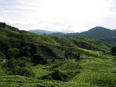 Scenery of Boh Tea Plantation