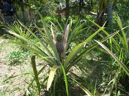 Pineapple Growing