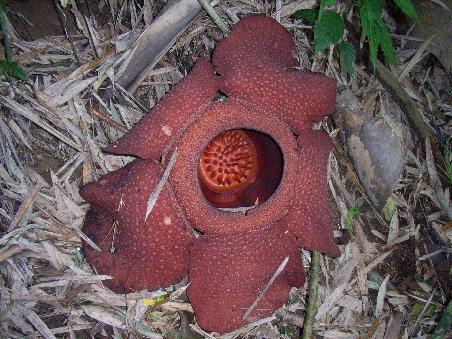 World's Largest flower- Believe it or Not!
