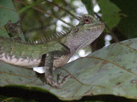 This Lizard was spotted whilst out treking!