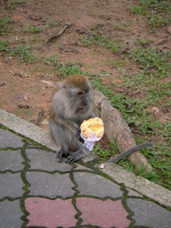 This Cheeky Monkey had just pinched a poor little baby's ice cream!