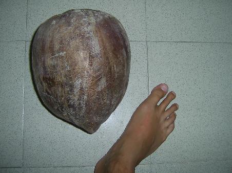 Coconut Footie
