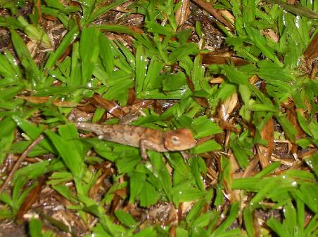 Lizards and Gheko's are everywhere!