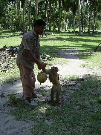 Monkey Coconut Harvesting