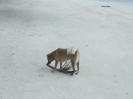 Stray dogs managed to get everywhere in Thailand!