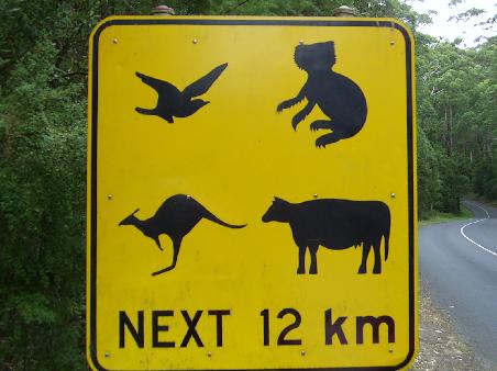 You've Guessed it, lots of amimals running around on the road!