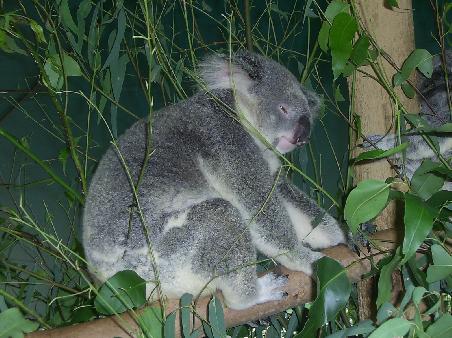 Unfortunately the koala you see modelling for us here was spotted at the Australia Zoo! Crikey!