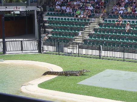 The Crocoseum was the stage for some of Australia's largest Crocs to entertain the crowds, snatching meat and lurking underwater ready to pounce!