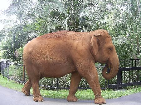Elephants