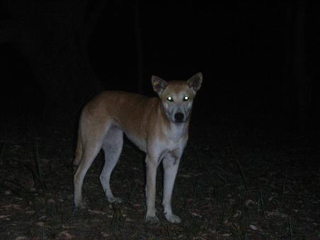 The Native Fraser Dingos were so friendly, despite recent bad press.