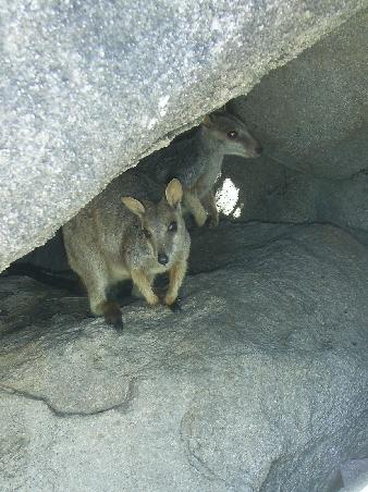 Rock Wallabies, Magnetic Island