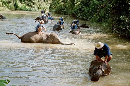 Elephants bathing at the Lampang Elephant Conservation Centre