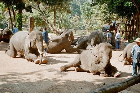 Elephant Show