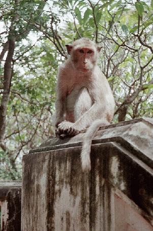 Cheeky monkey at Khao Wang
