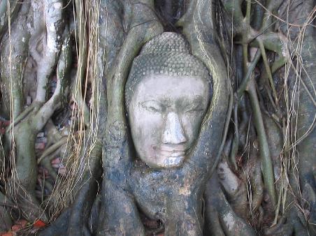 Buddha Head enclosed by tree roots