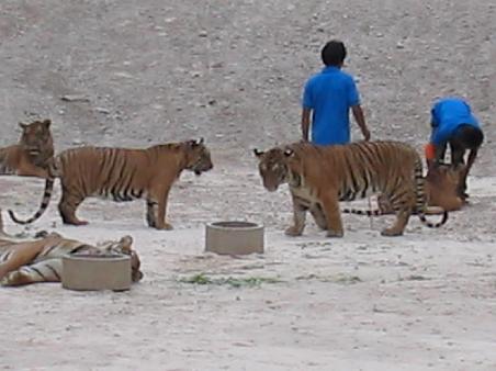 Tigers in the quarry