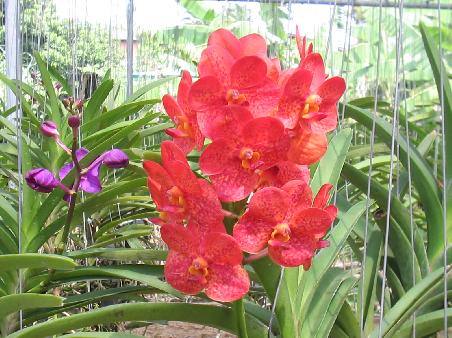 Magnificent orchids