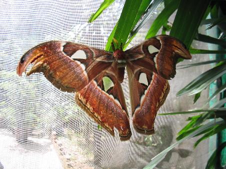 Atlas Moth