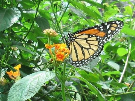 Monarch Butterfly