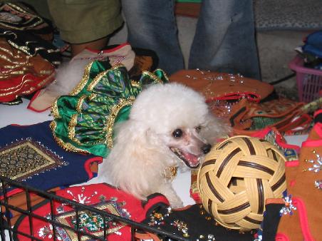 Local stall holder that sells dog clothes complete with fluffy model!