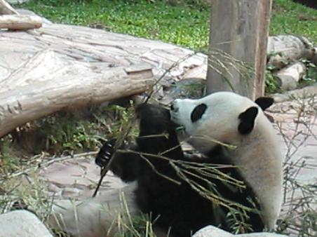Giant Panda at Chiangmai Zoo