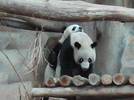 Two pandas playing