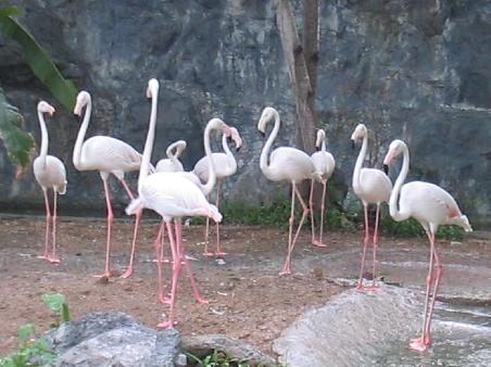 Flamingos at the Chiangmai Zoo