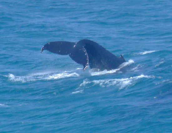 Wow, a whale!!!!