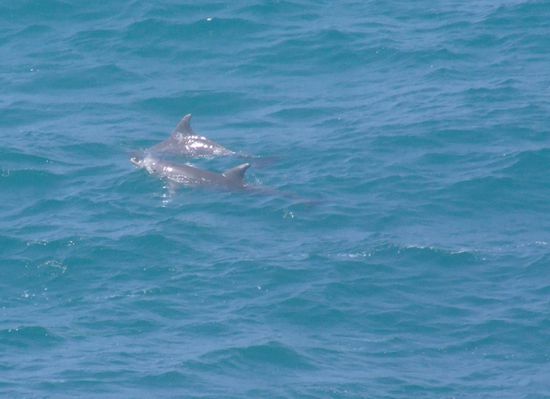 And ... dolphins!!!