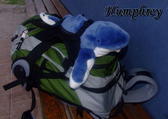 Humphrey, the Humpback Whale