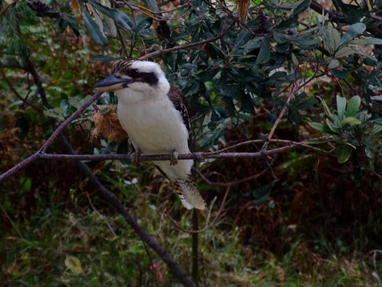 A curious Kookaburra