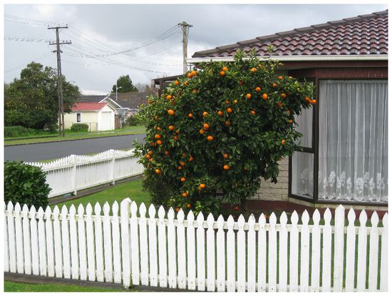 Yip, that´s really an orange tree!
Cool, hey?