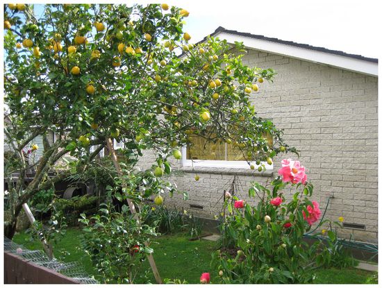 And this one has lemons in the garden 